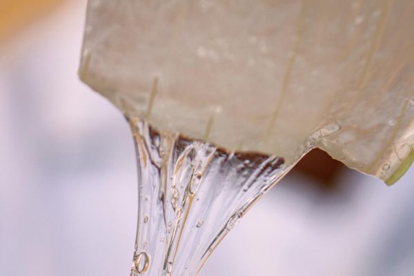 aloe vera regenerator